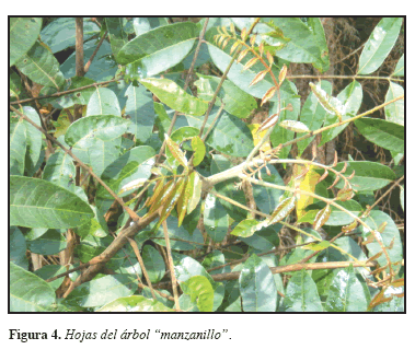Toxicodendron striatum Dermatitis caused by Toxicodendron striatum manzanillo