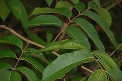 Toxicodendron striatum httpsuploadwikimediaorgwikipediacommonsthu