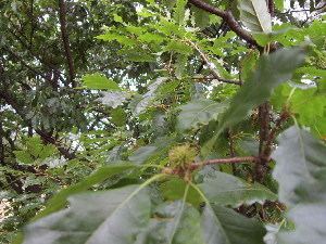 Toxicodendron striatum BOLD Systems Taxonomy Browser Toxicodendron genus