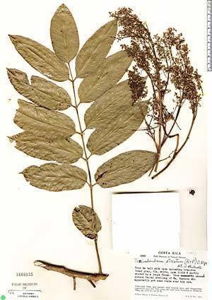 Toxicodendron striatum Amostras de Herbrio da Neotrpica