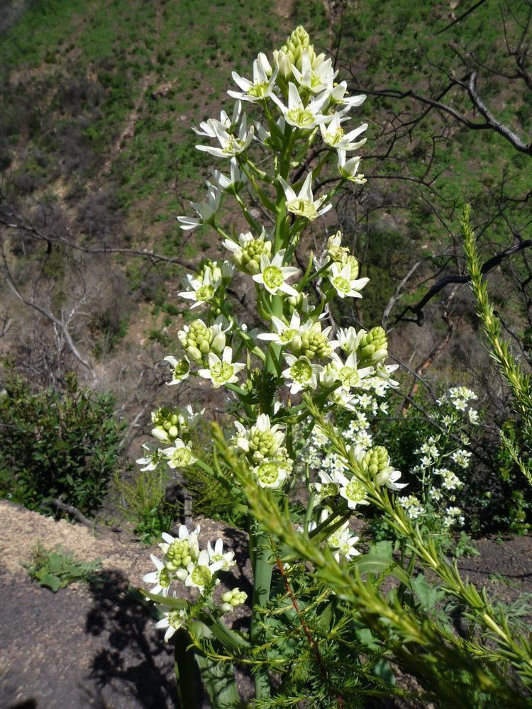 Toxicoscordion fremontii Toxicoscordion fremontii Wildflowers in Santa Barbara