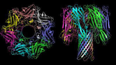 Toxin Staphylococcus aureus alpha toxin Wikipedia