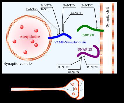 Toxin Botulinum toxin Wikipedia