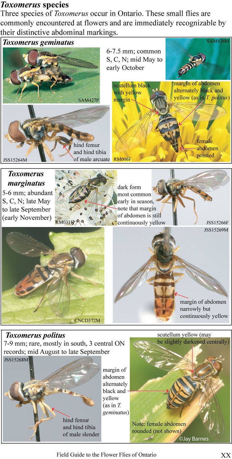 Toxomerus Toxomerus marginatus hover fly taxonomy facts life cycle