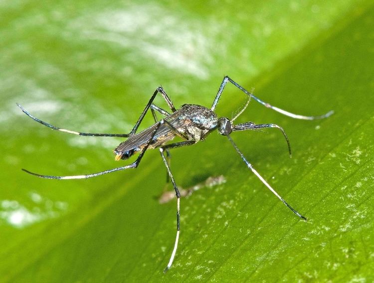 Toxorhynchites Mosquito Taxonomic Inventory