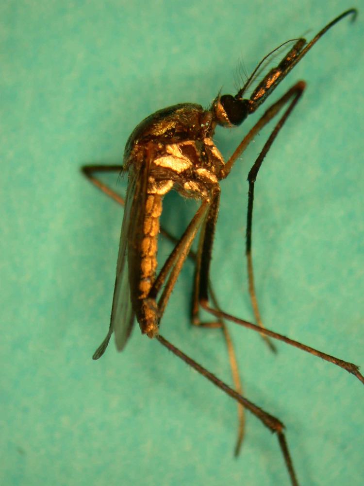 Toxorhynchites Toxorhynchites rutilus Virginia Mosquito Control Association
