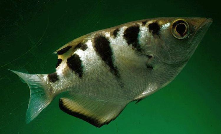 Toxotes chatareus Largescale Archerfish Toxotes chatareus Tropical Fish Keeping