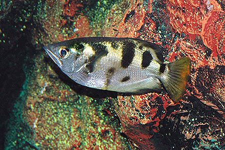 Toxotes chatareus Toxotes chatareus Largescale Archerfish Seriously Fish