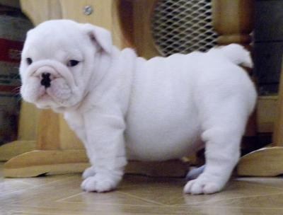 Toy Bulldog Toy Bulldog Breed Pictures Information Temperament