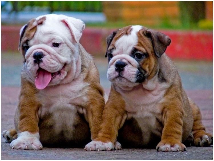 Toy Bulldog Toy Bulldog Puppies Breeders Pictures Facts Temperament Diet