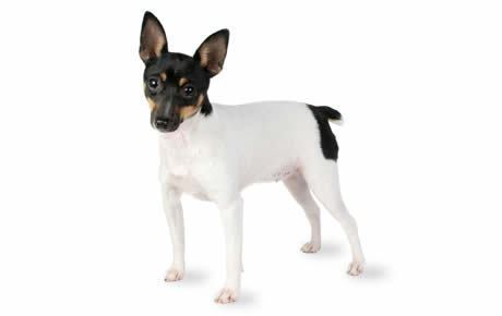 Toy Fox Terrier Toy Fox Terrier Dog Breed Information Pictures Characteristics