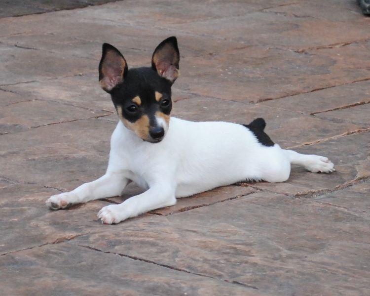 Toy Fox Terrier Toy Fox Terrier Breeders within the United States Available