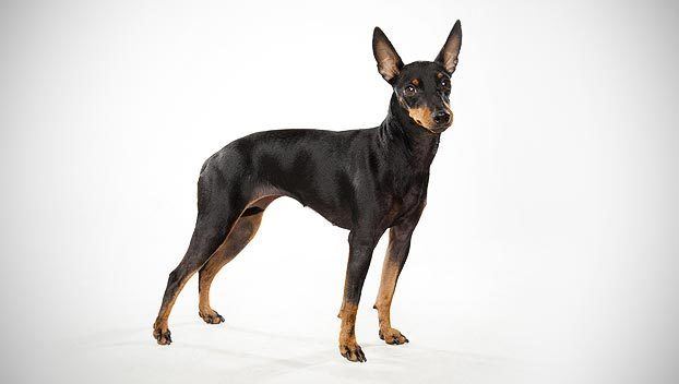 Toy Manchester Terrier Manchester Terrier Toy Dog Breed Selector Animal Planet