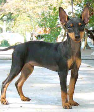Toy Manchester Terrier Toy Manchester Terrier History Personality Appearance Health and