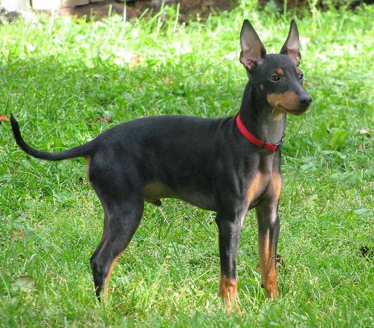 Toy Manchester Terrier Serval Tan Related Keywords Suggestions Serval Tan Long Tail