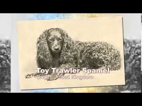 Toy Trawler Spaniel Toy Trawler Spaniel Dog Breed YouTube