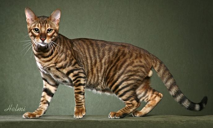 Toyger Toyger History Personality Appearance Health and Pictures