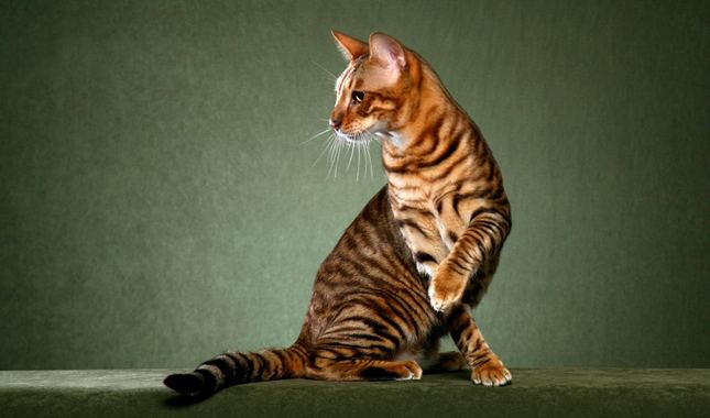 Toyger Toyger Cat Breed Information