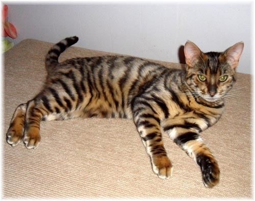 Toyger Toyger Breed Cat Information Pictures