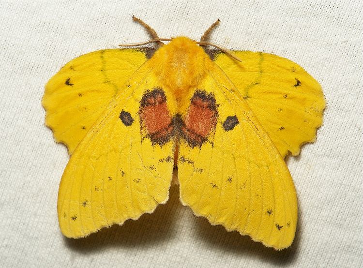 Trabala Lappet Moth Trabala sp Lasiocampidae female Today mar Flickr