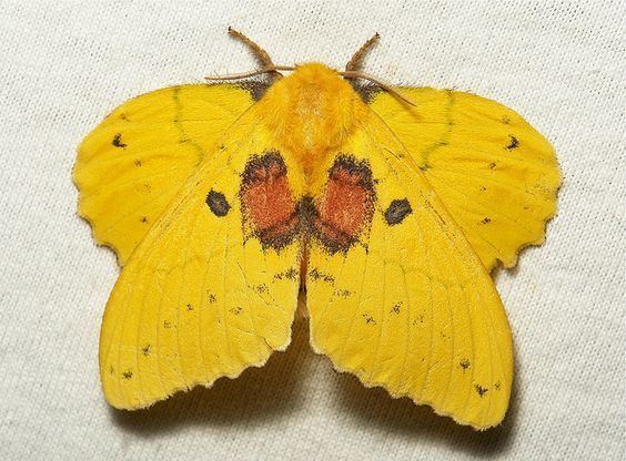 Trabala vishnou Rose Myrtle Lappet Moth Trabala vishnou Lasiocampidae female by