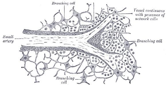 Trabecular veins