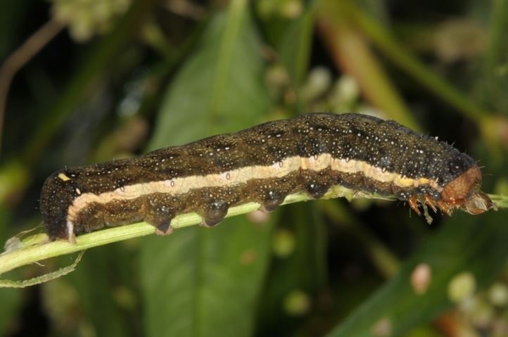 Trachea atriplicis European Lepidoptera and their ecology Trachea atriplicis
