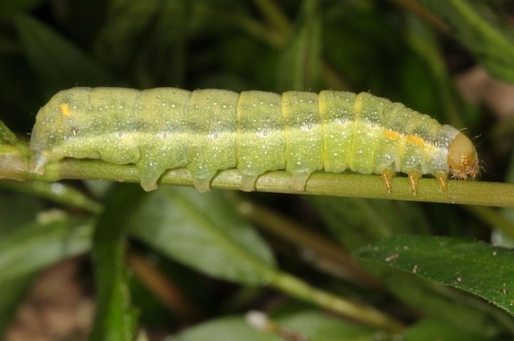 Trachea atriplicis European Lepidoptera and their ecology Trachea atriplicis
