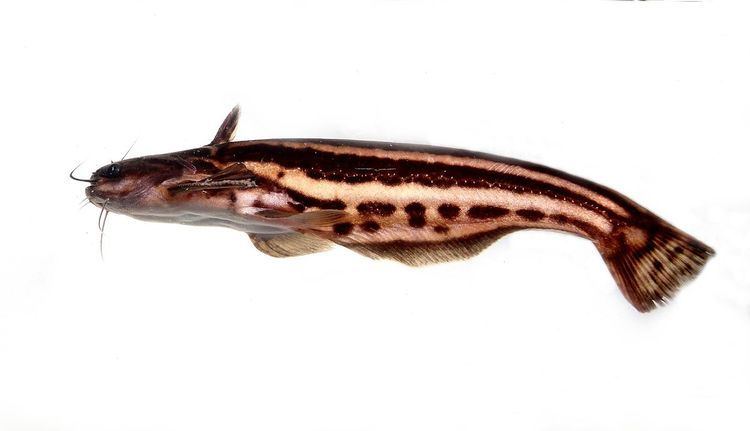 Trachelyopterichthys taeniatus httpsuploadwikimediaorgwikipediacommonsthu
