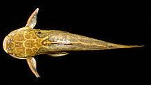 Trachelyopterus lucenai httpsuploadwikimediaorgwikipediacommonsthu