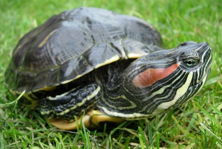 Trachemys Trachemys scripta elegans photo Reptarium
