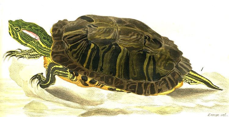 Trachemys Redeared slider Wikipedia