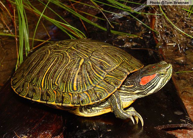 Trachemys Pond Slider Trachemys scripta Reptiles of Arizona