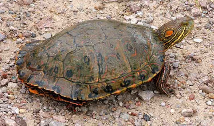 Trachemys - Alchetron, The Free Social Encyclopedia