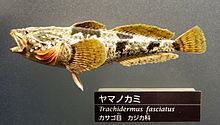 Trachidermus fasciatus httpsuploadwikimediaorgwikipediacommonsthu