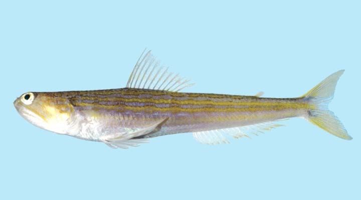 Trachinocephalus myops Trachinocephalus myops Picture FishWise Pro