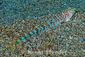 Trachinocephalus myops Bluestripe Lizardfish Trachinocephalus myops