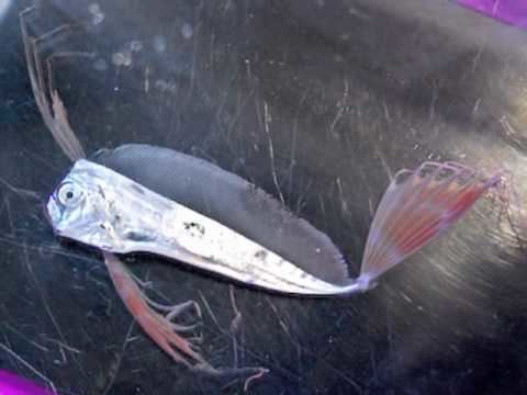 Trachipterus Juvenile Trachipterus trachypterus oarfish or ribbonfish YouTube