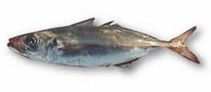 Trachurus FAO Fisheries Aquaculture Species Fact Sheets Trachurus