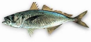 Trachurus FAO Fisheries Aquaculture Species Fact Sheets Trachurus trecae