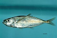 Trachurus lathami httpsuploadwikimediaorgwikipediacommonsthu