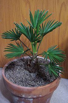 Trachycarpus fortunei 'Wagnerianus' httpsuploadwikimediaorgwikipediacommonsthu