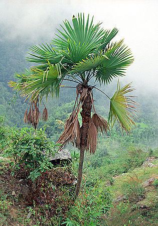 Trachycarpus latisectus Trachycarpus latisectus Palmpedia Palm Growers Guide