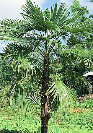 Trachycarpus latisectus Trachycarpus latisectus Palmpedia Palm Growers Guide