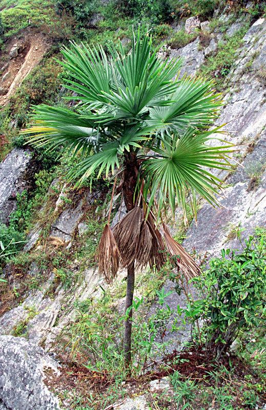 Trachycarpus latisectus wwwpacsoaorgauwimages66bTrachycarpuslatis