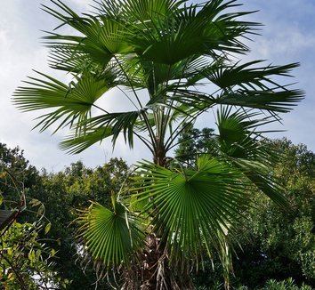 Trachycarpus latisectus Trachycarpus latisectus Windamere Palm plant lust