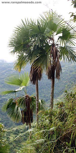Trachycarpus latisectus Trachycarpus latisectus Sikkim buy seeds at rarepalmseedscom