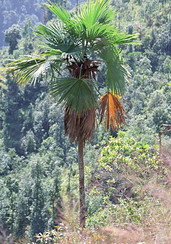 Trachycarpus latisectus Trachycarpus latisectus Pacsoa
