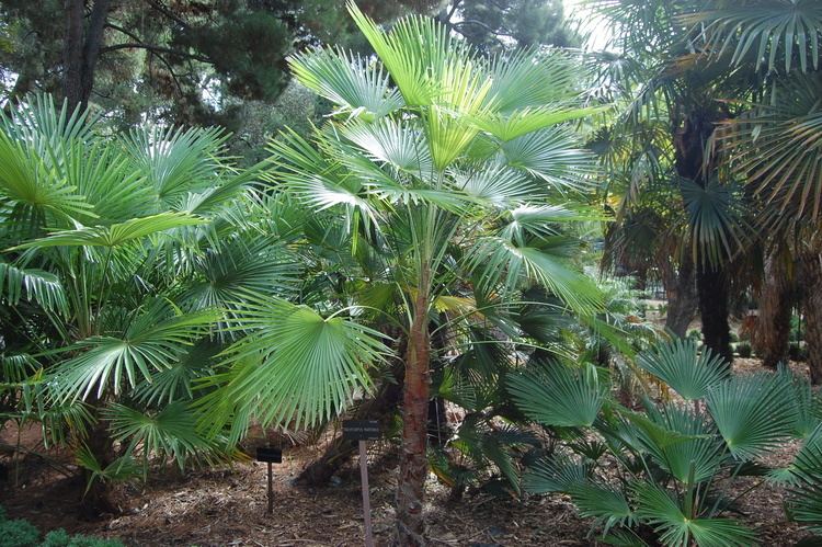 Trachycarpus martianus Khasia Hills Fan Palm landscape architects pages