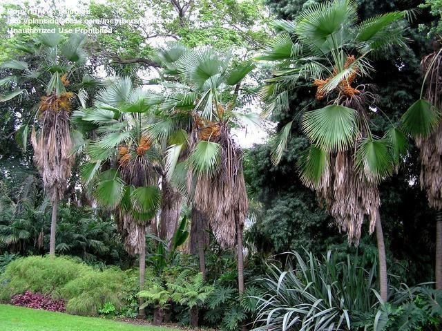 Trachycarpus martianus Trachycarpus martianus PNW Palms and Exotics